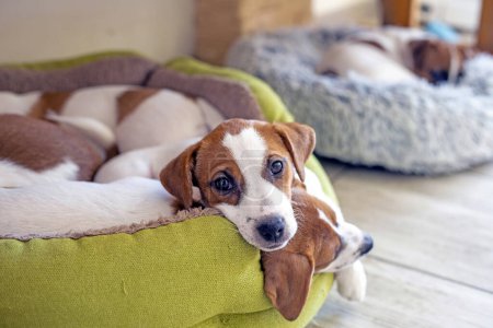 schöne Jack Russell Terrier Welpen liegen auf ihrem Bett im Haus. Pflege und Pflege von Welpen
