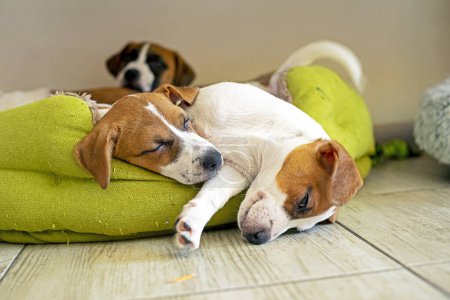 Téléchargez les photos : Beaux chiots Jack Russell terrier dorment sur leur lit dans la maison. soins et toilettage des chiots - en image libre de droit
