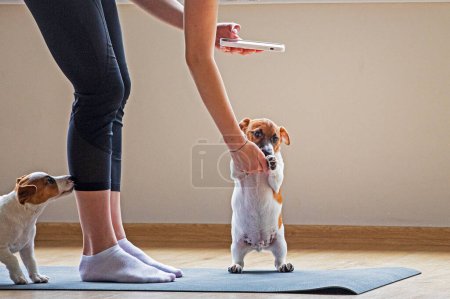 Yoga mit Jack Russell Terrier Welpen. Gesunder Lebensstil