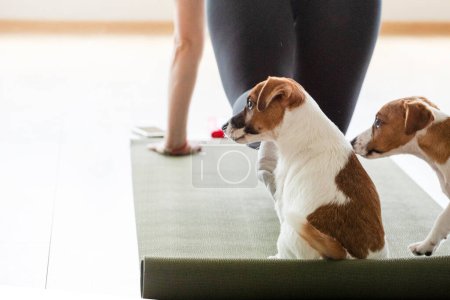 glückliches Mädchen beim Yoga mit lustigem Jack Russell Terrier Welpen. Gesunder Lebensstil