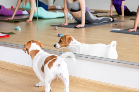 clase de yoga con cachorros Jack Russell terrier.