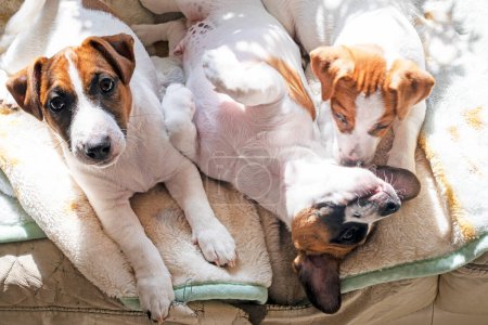 beautiful Jack Russell terrier puppies bask in the sun on the sofa