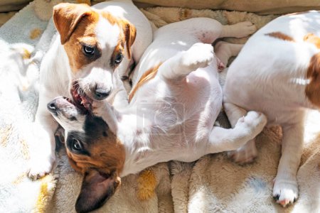 schöne Jack Russell Terrier Welpen sonnen sich in der Sonne auf dem Sofa