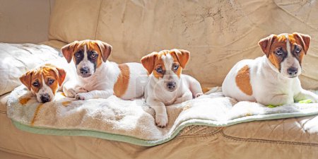 Jack Russell terrier puppies lie on the sofa and bask in the sun. caring for puppies