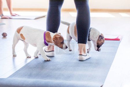 drôle Jack Russell chiot terrier dans les cours de yoga. Mode de vie sain