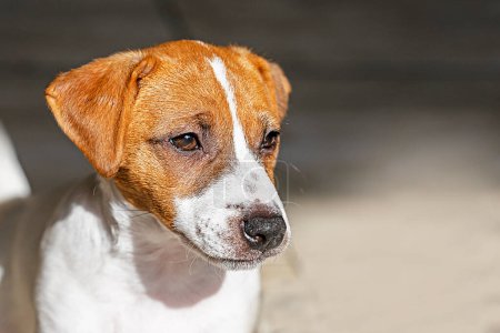 Jack Russell terrier puppy illuminated by the sun. raising and caring for puppies
