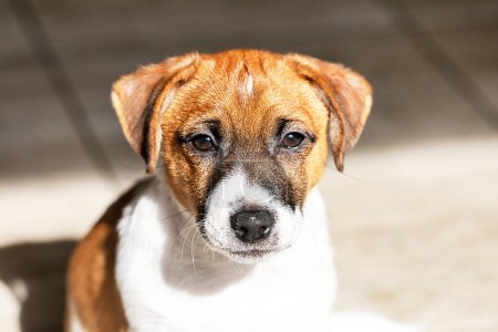 beautiful Jack Russell terrier puppy illuminated by the sun. raising and caring for puppies