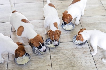  Jack Russell terrier puppies eat cottage cheese from bowls in the kitchen. Puppy diet. natural nutrition