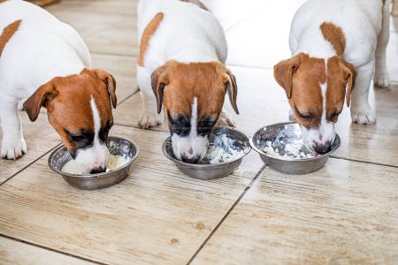 Little Jack Russell terrier puppies eat cottage cheese from bowls in the kitchen. Puppy diet. natural nutrition