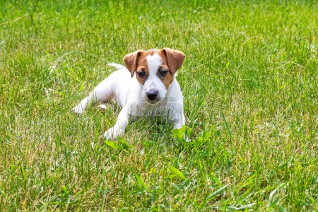 beautiful Jack Russell terrier puppy lies on the grass on a sunny day
