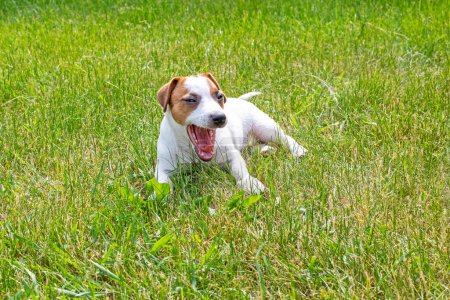 schöner Jack Russell Terrier Welpe sitzt auf dem Gras an einem sonnigen Tag