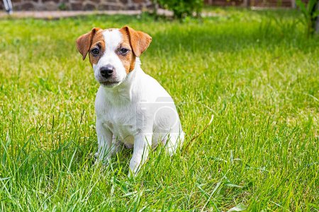 beautiful Jack Russell terrier puppy sitting on the grass on a sunny day