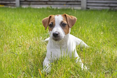 beautiful Jack Russell terrier puppy sitting on the grass on a sunny day