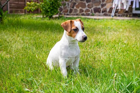 schöner Jack Russell Terrier Welpe sitzt auf dem Gras an einem sonnigen Tag