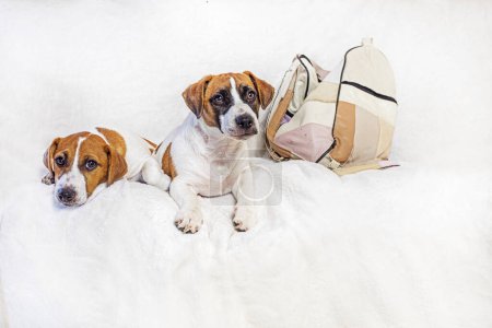 Schöne Jack Russell Terrier Welpen ruhen auf einer weißen Decke auf dem Sofa. Fürsorge für Welpen