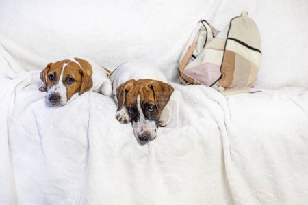 Jack Russell Terrier Welpen liegen auf einer weißen Decke auf dem Sofa. Fürsorge für Welpen