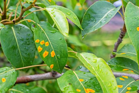 yellow rust spots on pear leaves. Garden disease and treatment