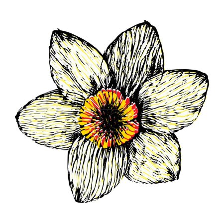 Illustration for Beautiful white daffodil flower hand drawn in linocut technique, vector illustration - Royalty Free Image