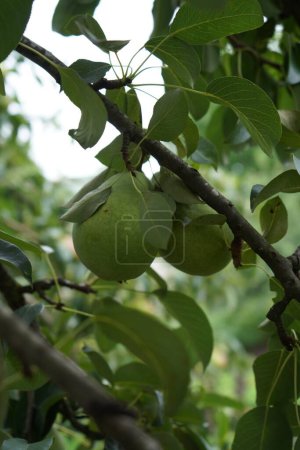 Téléchargez les photos : A branch with juicy pears in fruit gardens, green leaves, close up, copy space - en image libre de droit