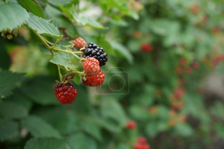 Téléchargez les photos : Blackberries and raspberries growing on a branch of a bush, seasonal fruits - en image libre de droit