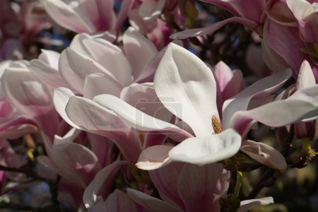 Téléchargez les photos : View of blooming magnolia tree in April, beautiful floral background, copy space - en image libre de droit