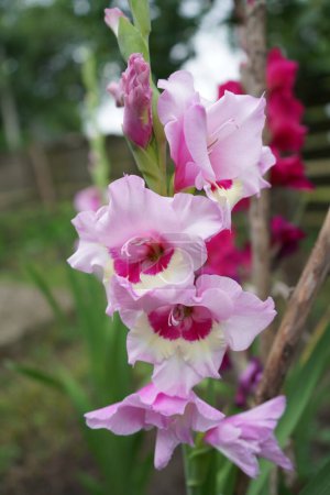 Téléchargez les photos : Growing gladioli in spring garden, flower blossom on green background, closeup - en image libre de droit