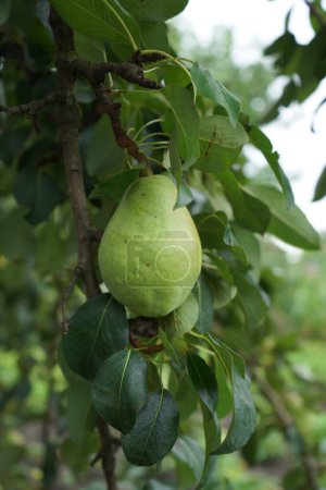 Téléchargez les photos : A branch with juicy pears in fruit gardens, green leaves, close up, copy space - en image libre de droit