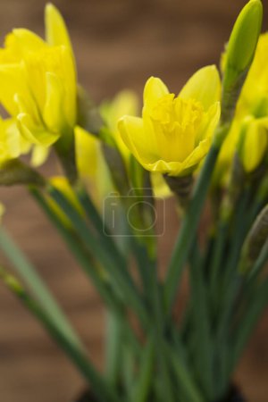 Téléchargez les photos : Fond de Pâques de printemps avec fleurs narcisses jaunes, photographie de nature, gros plan, espace de copie - en image libre de droit