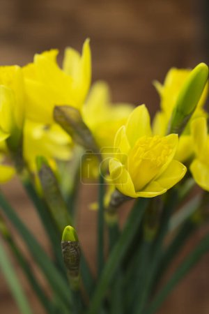 Téléchargez les photos : Fond de Pâques de printemps avec fleurs narcisses jaunes, photographie de nature, gros plan, espace de copie - en image libre de droit