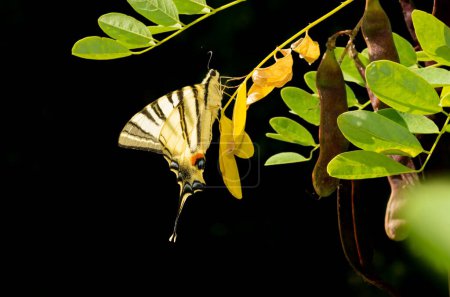 Foto de Podalirius mariposa se sienta sobre una hoja de acacia sobre un fondo negro - Imagen libre de derechos