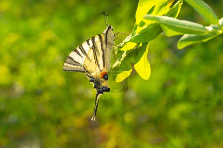 A beautiful Podalirius butterfly sits on an acacia leaf on a sunny day