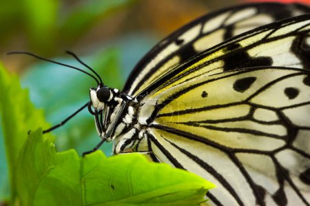 Foto de cerca de la mariposa Idea leuconoe que se sienta en una hoja verde