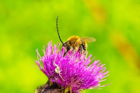Eine Biene mit langen Antennen trinkt Nektar aus einer Distel