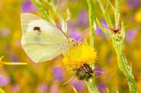 Butterfly Pieris Rapae drinks nectar from a thistle