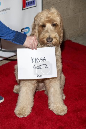 Téléchargez les photos : Dog Kasha Goetz assiste à l'événement Suzanne DeLaurentiis Productions Shopping au profit de la Fondation Ava Heart à Target Shopping, Los Angeles, CA 5 novembre 2023 - en image libre de droit