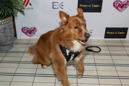 Foto de El actor de perros Henry Moore asiste a Max Events Presenta Modelos de Comedia en SIXTY Beverly Hills, Los Angeles, CA Noviembre 17, 2023 - Imagen libre de derechos