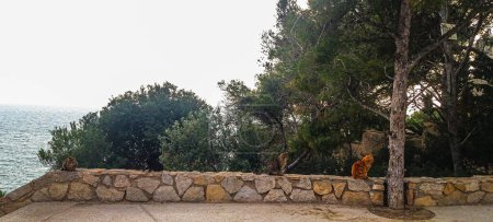 Téléchargez les photos : Quatre chats de couleurs différentes s'assoient sur un parapet en pierre - en image libre de droit