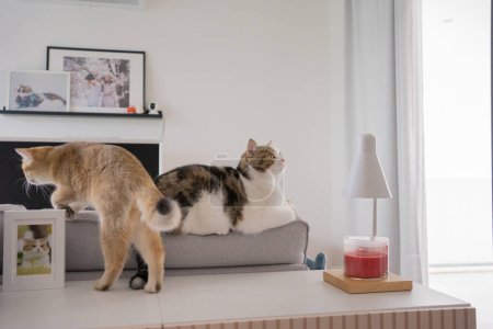 Gold british cat kitten and brown tabby scottish cat playing and having fun in living room