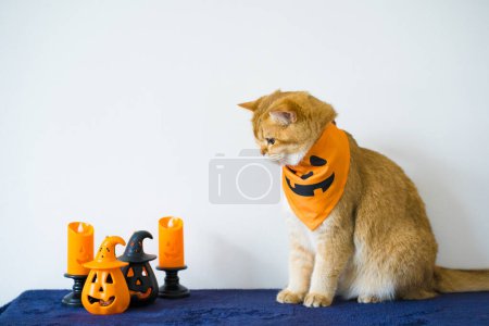Foto de Cerrar gato británico de oro con el uso de concepto de halloween de calabaza - Imagen libre de derechos