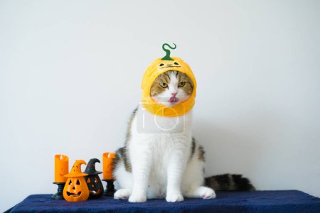 Foto de Primer plano escocés gato con usar calabaza halloween concepto - Imagen libre de derechos