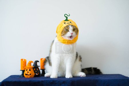 Foto de Primer plano escocés gato con usar calabaza halloween concepto - Imagen libre de derechos