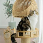 happy with cat concept with scottish and british cat play on cat house  with modern home decoration background