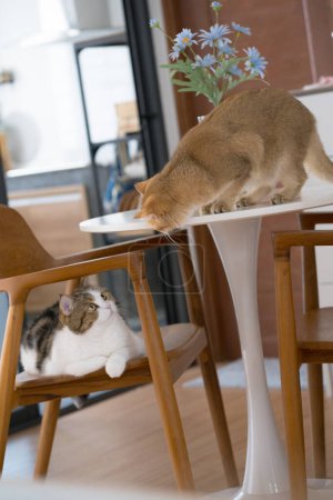 glückliches und entspanntes Konzept mit britischem und schottischem Katzenspiel am Tisch im Wohnzimmer