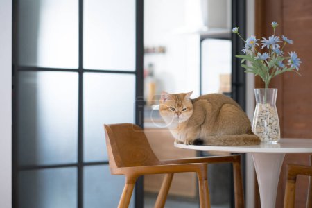 Photo for Happy and relax concept with british cat play on table in the livingroom - Royalty Free Image