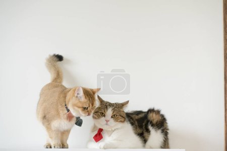 business concept with gold brittish and tabby scottish cat costume with necktie during smell and lick together