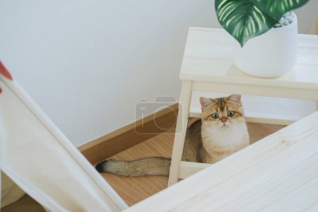 Happy with cat concept with british cat play under camping table with camp and tropical tree and white background