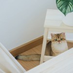 happy with cat concept with british cat play under camping table with camp and tropical tree and white background