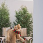 winter holiday and cat concept with british cat wear silk scarf and play on camping chair with pine and christmas tree background