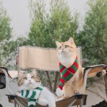 winter holiday and cat concept with british and scottish cat wear silk scarf and play on camping chair with pine and christmas tree background