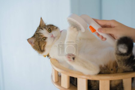 pet care concept with owner during brush and treatment hair to scottish cat in cat house